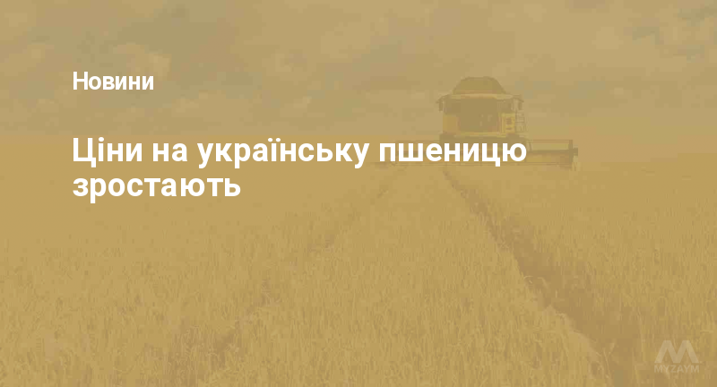 Ціни на українську пшеницю зростають