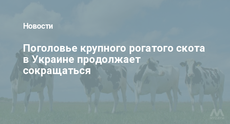 Поголовье крупного рогатого скота в Украине продолжает сокращаться