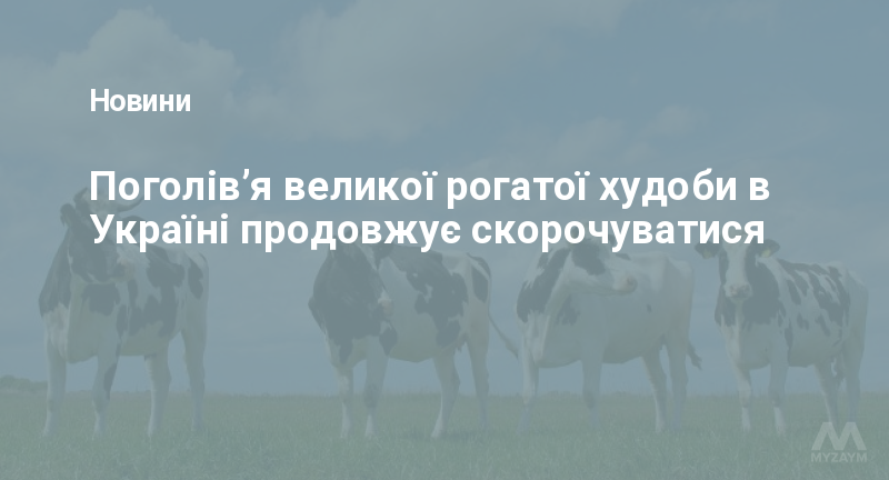 Поголів’я великої рогатої худоби в Україні продовжує скорочуватися