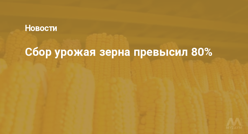 Сбор урожая зерна превысил 80%